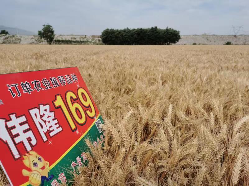 重磅！集團兩項產(chǎn)品入選農(nóng)業(yè)農(nóng)村部2023年農(nóng)業(yè)主導品種